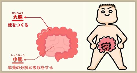 大腸 方向|大腸の構造と働きについて教えてください 